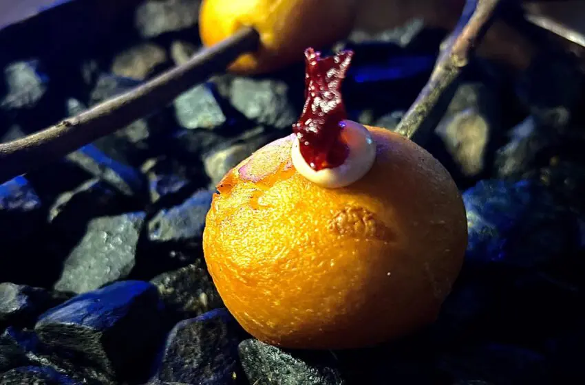  Chef Avinash Martin’s pop-up at the Trident Gurgaon a modern-Indian success