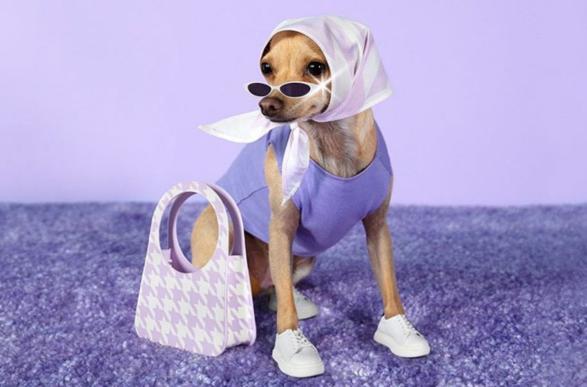  Instagram’s most fashionable dog, Boobie Billie launches a luxury brand for humans