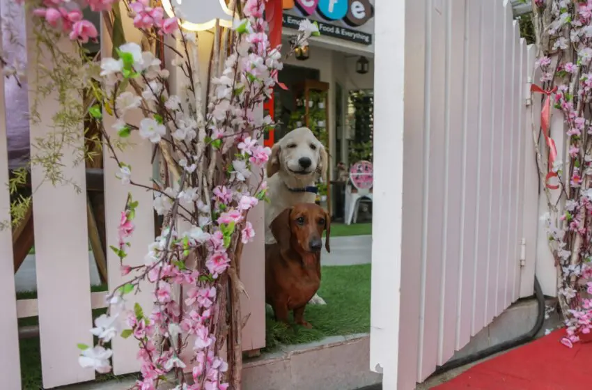  Pet-friendly eateries in Mumbai