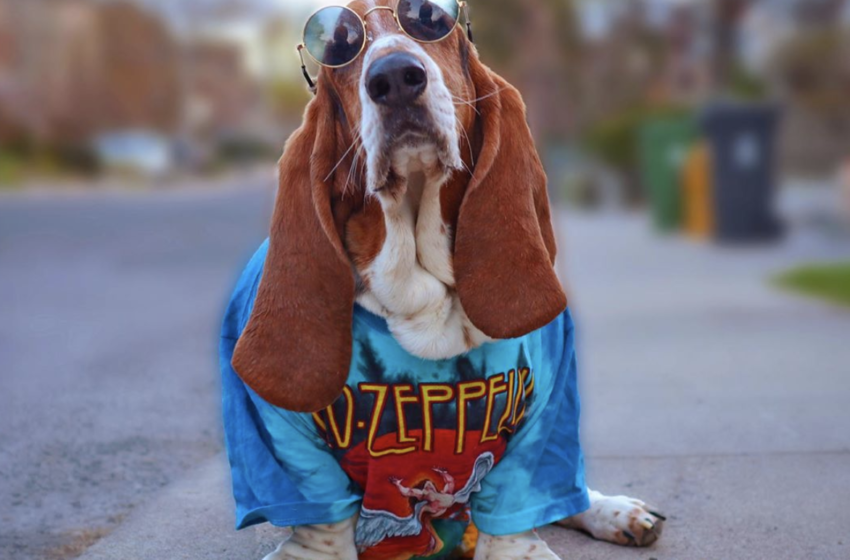  Top 10 famous celebrity pets that have earned their own fame