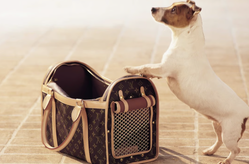  Luxury pet accessories for your furry friend 