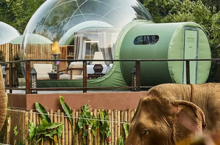  Practice yoga with elephants and take them for a stroll at this Thailand resort