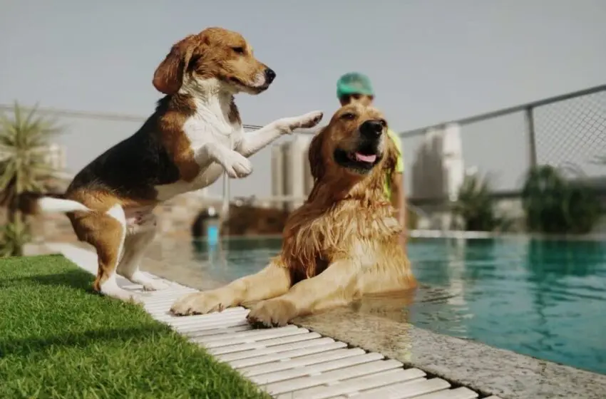  Pamper your dog silly on International Dog Day with these luxurious offerings