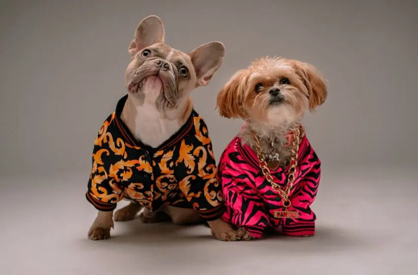  Designer accessory collections for pets