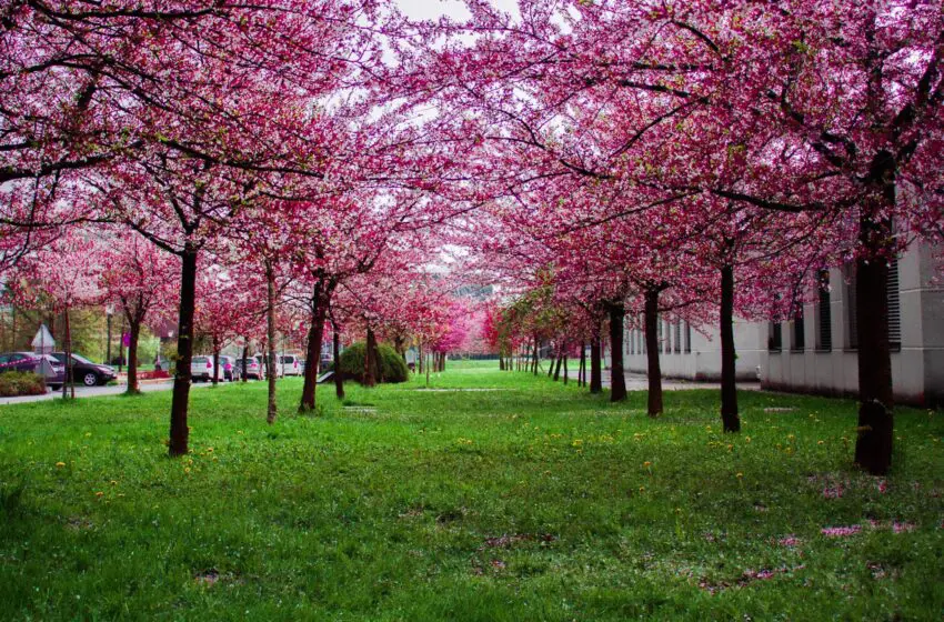  It’s cherry blossom season in Japan and London
