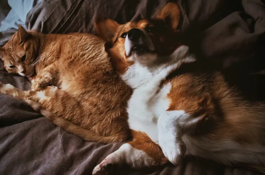  From an automatic food dispenser to a ball thrower, best gifts for your pets