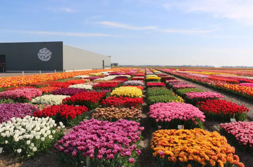  Travel to Amsterdam for the Tulip Festival this year
