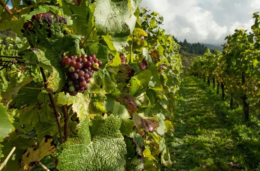  Unique Ways to Tour Wine Country on Your Next California Holiday
