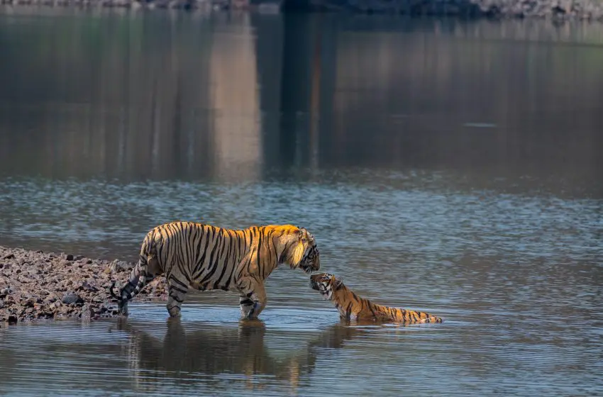  5 tips to follow while staying at the National Parks of India