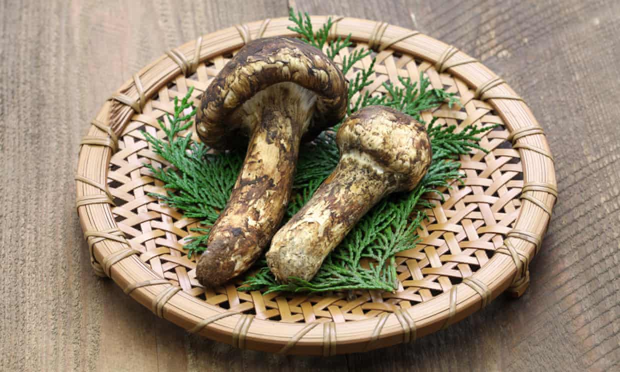 Matsutake Mushrooms most expensive ingredients in the world