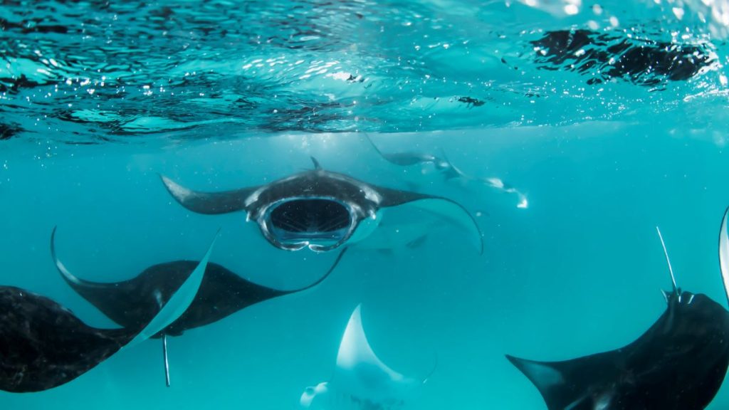 Phot courtesy: Manta Rays at Landaa Giraavaru